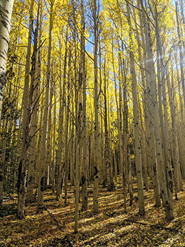 Aspens